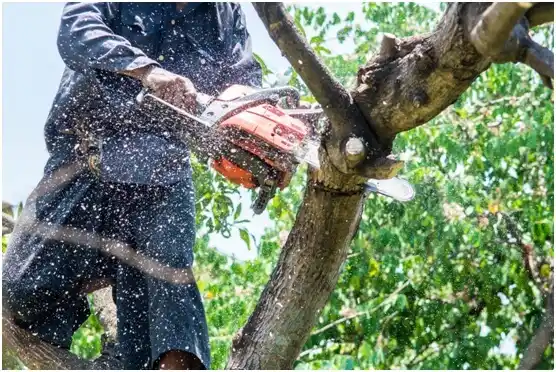 tree services Marinette